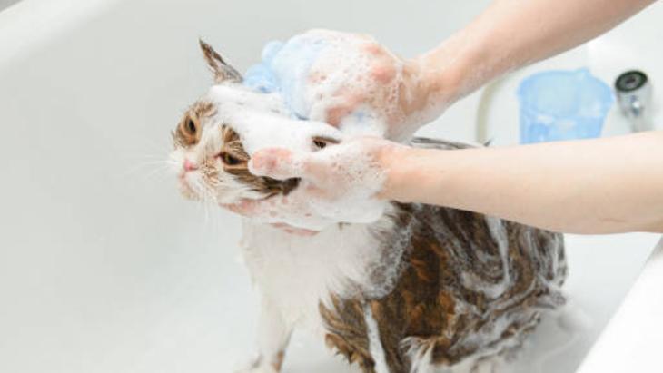 Evin her yerini kaplayan kedi tüylerinden kurtulun! Çamaşır makinesine yarım bardak yeterli 5 Evin her yerini kaplayan kedi tüylerinden kurtulun! Çamaşır makinesine yarım bardak yeterli