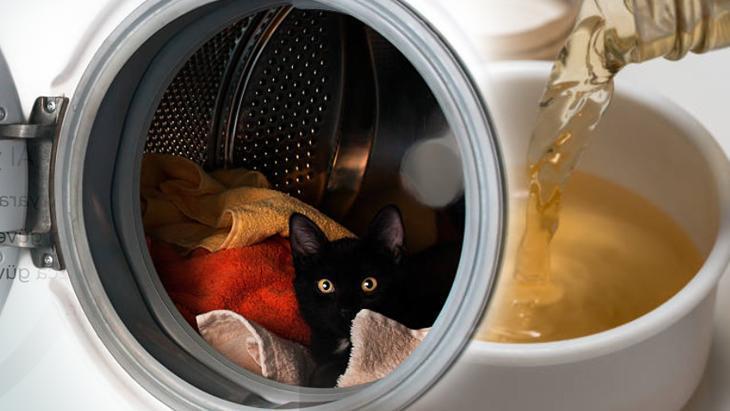 Evin her yerini kaplayan kedi tüylerinden kurtulun! Çamaşır makinesine yarım bardak yeterli 6 Evin her yerini kaplayan kedi tüylerinden kurtulun! Çamaşır makinesine yarım bardak yeterli