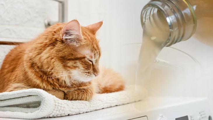 Evin her yerini kaplayan kedi tüylerinden kurtulun! Çamaşır makinesine yarım bardak yeterli 7 Evin her yerini kaplayan kedi tüylerinden kurtulun! Çamaşır makinesine yarım bardak yeterli