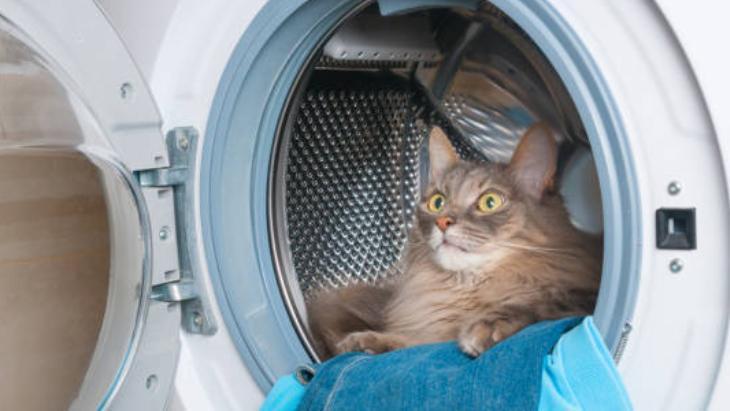 Evin her yerini kaplayan kedi tüylerinden kurtulun! Çamaşır makinesine yarım bardak yeterli 8 Evin her yerini kaplayan kedi tüylerinden kurtulun! Çamaşır makinesine yarım bardak yeterli