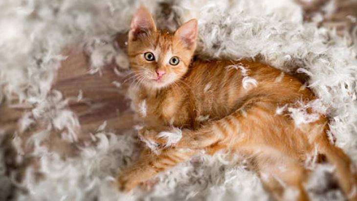 Evin her yerini kaplayan kedi tüylerinden kurtulun! Çamaşır makinesine yarım bardak yeterli 9 Evin her yerini kaplayan kedi tüylerinden kurtulun! Çamaşır makinesine yarım bardak yeterli