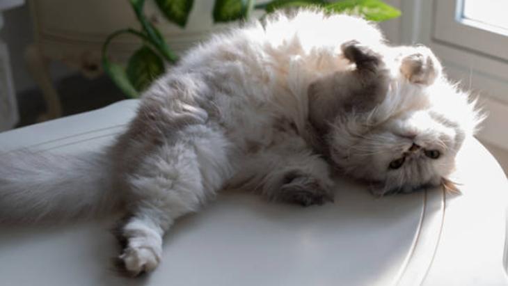 Evin her yerini kaplayan kedi tüylerinden kurtulun! Çamaşır makinesine yarım bardak yeterli 10 Evin her yerini kaplayan kedi tüylerinden kurtulun! Çamaşır makinesine yarım bardak yeterli