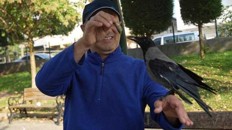 Evlat gibi sevdi! Otobüs kaptanının 2,5 yıldır ayrılmadığı kargası 'Şakir' Rize helvası ve çaya bayılıyor