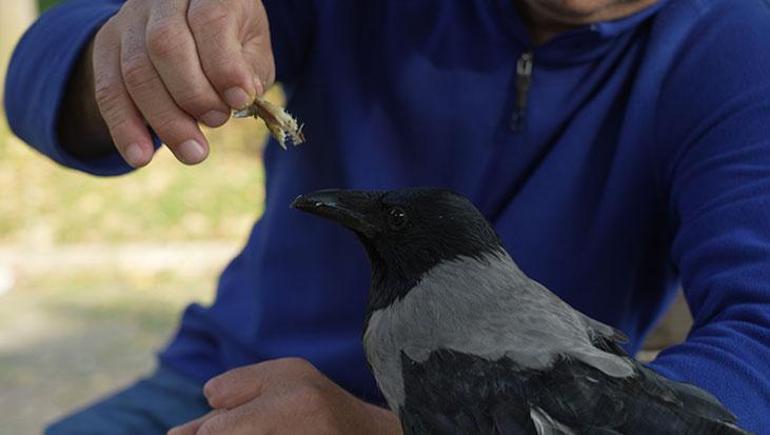 Evlat gibi sevdi! Otobüs kaptanının 2,5 yıldır ayrılmadığı kargası 'Şakir' Rize helvası ve çaya bayılıyor