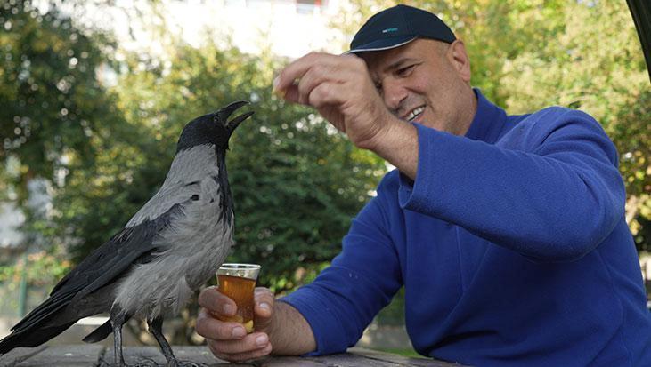 Evlat gibi sevdi! Otobüs kaptanının 2,5 yıldır ayrılmadığı kargası ‘Şakir’ Rize helvası ve çaya bayılıyor