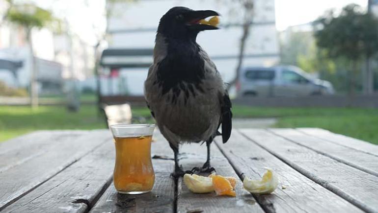 Evlat gibi sevdi! Otobüs kaptanının 2,5 yıldır ayrılmadığı kargası 'Şakir' Rize helvası ve çaya bayılıyor