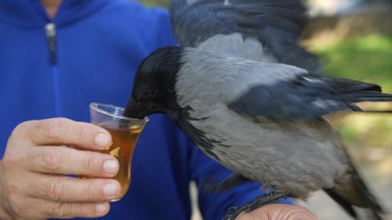 Evlat gibi sevdi! Otobüs kaptanının 2,5 yıldır ayrılmadığı kargası 'Şakir' Rize helvası ve çaya bayılıyor