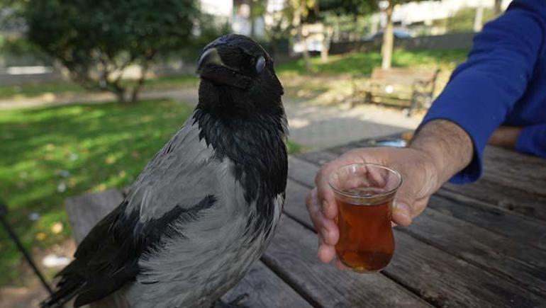 Evlat gibi sevdi! Otobüs kaptanının 2,5 yıldır ayrılmadığı kargası 'Şakir' Rize helvası ve çaya bayılıyor