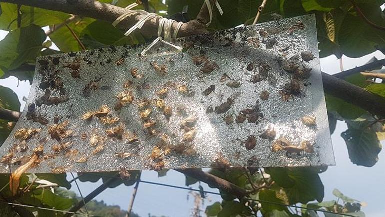 Fındığı kuruttu, sıra evlerde! 8 yıldır kahverengi kokarcayı izliyor: Bir çaresi var