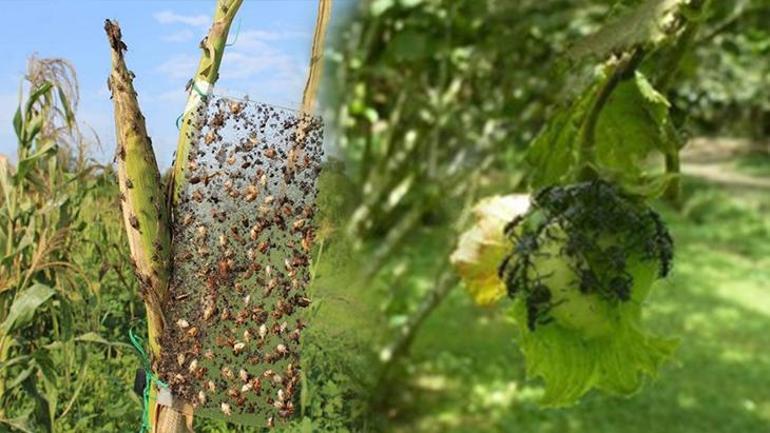 Fındığı kuruttu, sıra evlerde! 8 yıldır kahverengi kokarcayı izliyor: Bir çaresi var