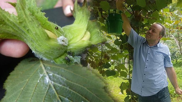 Fındığı kuruttu, sıra evlerde! 8 yıldır kahverengi kokarcayı izliyor: Bir çaresi var