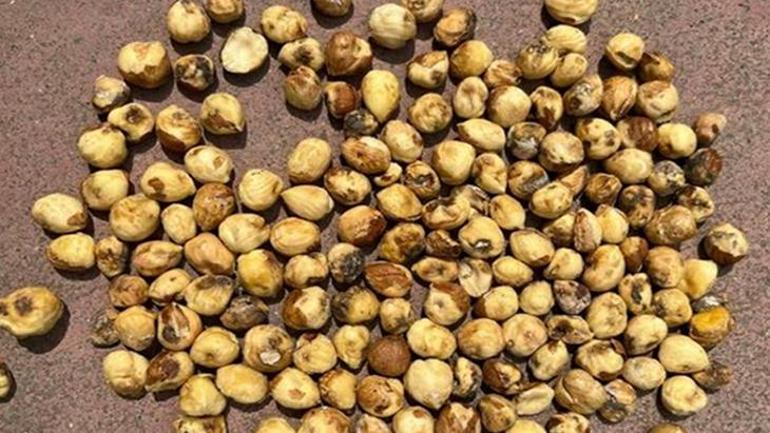 Fındığı kuruttu, sıra evlerde! 8 yıldır kahverengi kokarcayı izliyor: Bir çaresi var