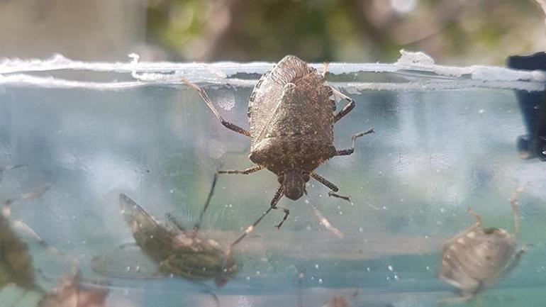 Fındığı kuruttu, sıra evlerde! 8 yıldır kahverengi kokarcayı izliyor: Bir çaresi var