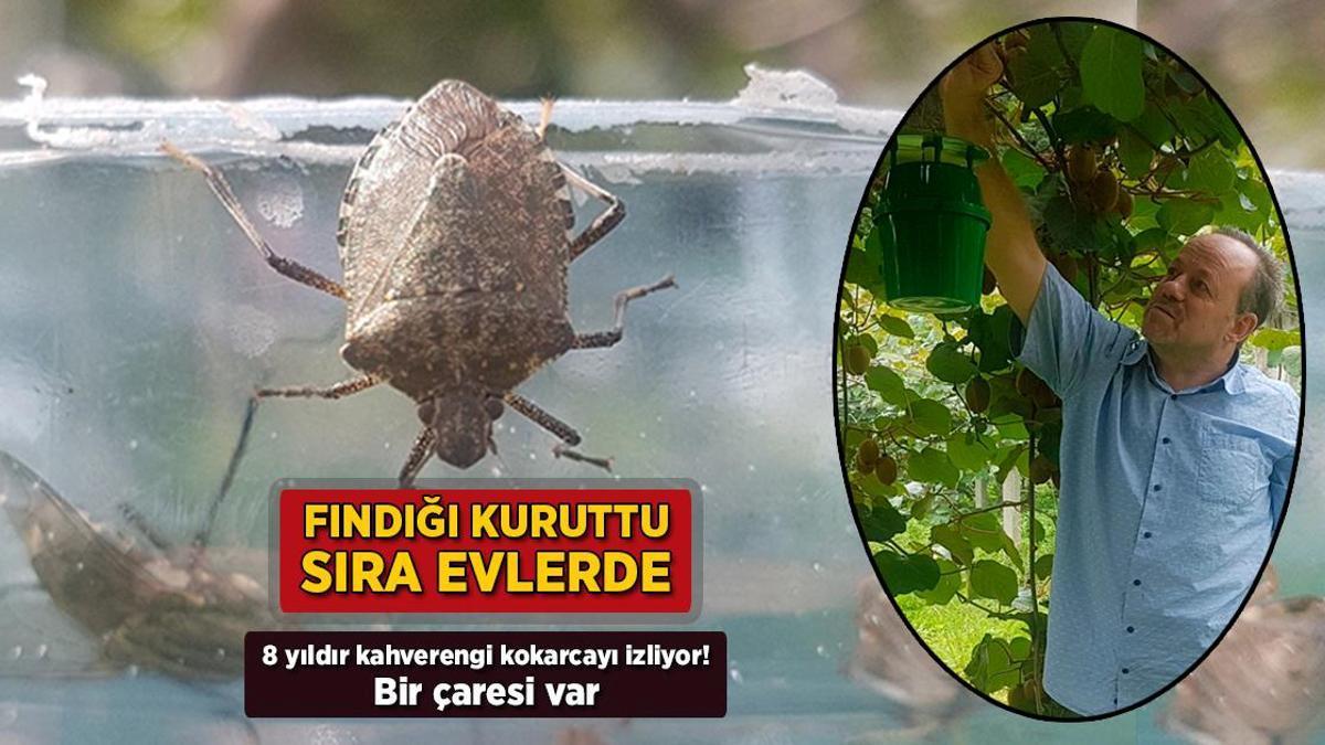 Fındığı kuruttu, sıra evlerde! 8 yıldır kahverengi kokarcayı izliyor: Bir çaresi var