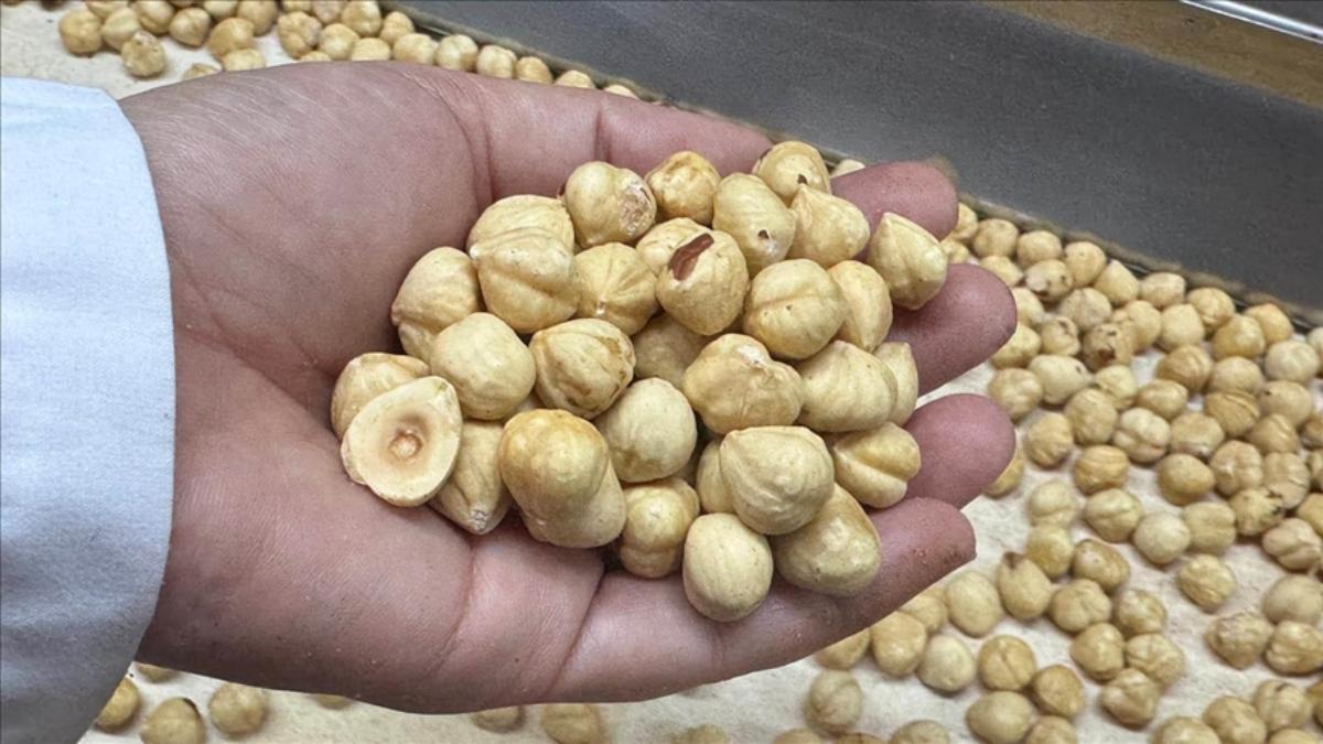 Fındık İhracatı Geliri: Rekor Kıran Rakamlar Açıklanıyor!