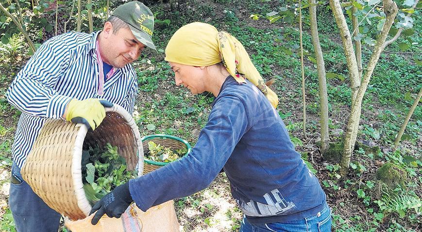 Fındıkta neler oluyor?