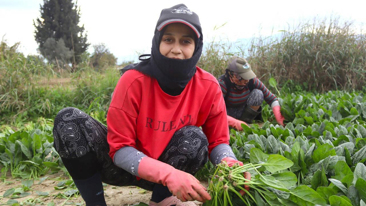 Gediz Ovası’nda hasat günün birinci ışıklarında başlıyor:  Tarlada 6, pazarda 40 TL