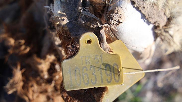 Gezintiye çıkan vatandaş boş arazide kadavraları gördü, hemen ekiplere haber verdi