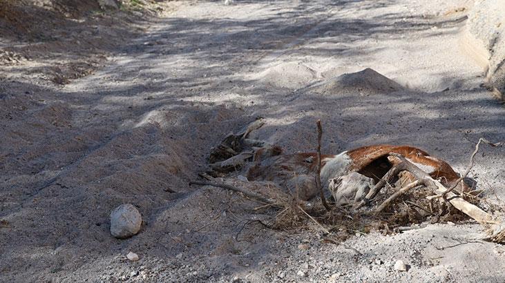 Gezintiye çıkan vatandaş boş arazide kadavraları gördü, hemen ekiplere haber verdi