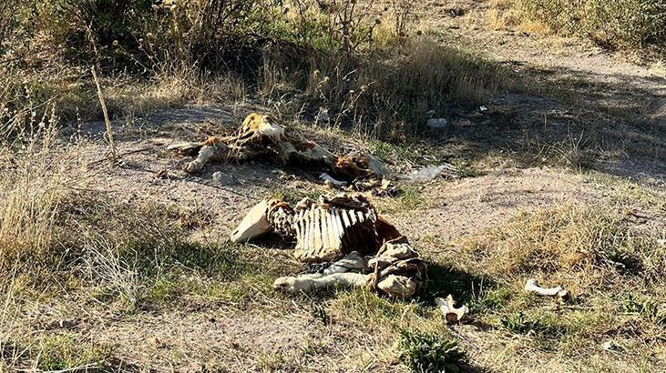 Gezintiye çıkan vatandaş boş arazide kadavraları gördü, hemen ekiplere haber verdi