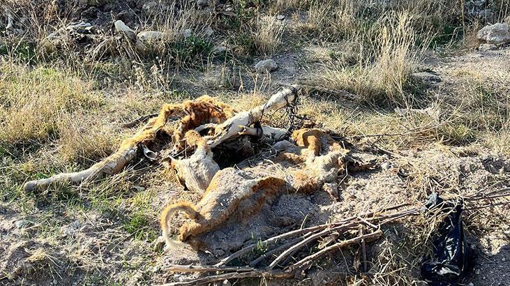 Gezintiye çıkan vatandaş boş arazide kadavraları gördü, hemen ekiplere haber verdi
