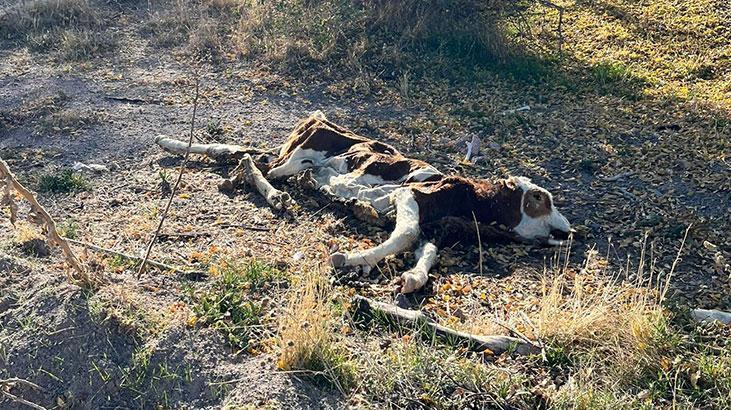 Gezintiye çıkan vatandaş boş arazide kadavraları gördü, hemen ekiplere haber verdi