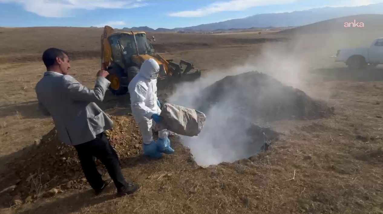 Hakkari'de Hayvan Katliamı: Canlı Canlı Gömülen Yüzlerce Hayvanın Trajedisi