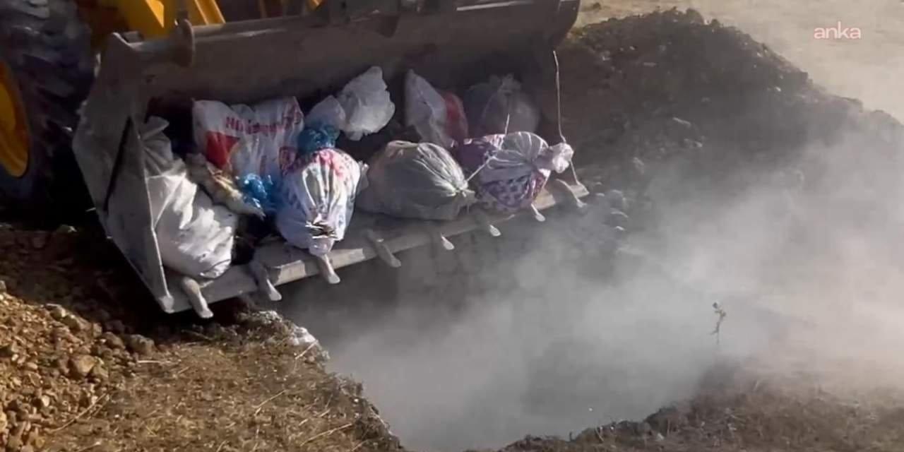 Hakkari’de Hayvan Katliamı: Canlı Canlı Gömülen Yüzlerce Hayvanın Trajedisi