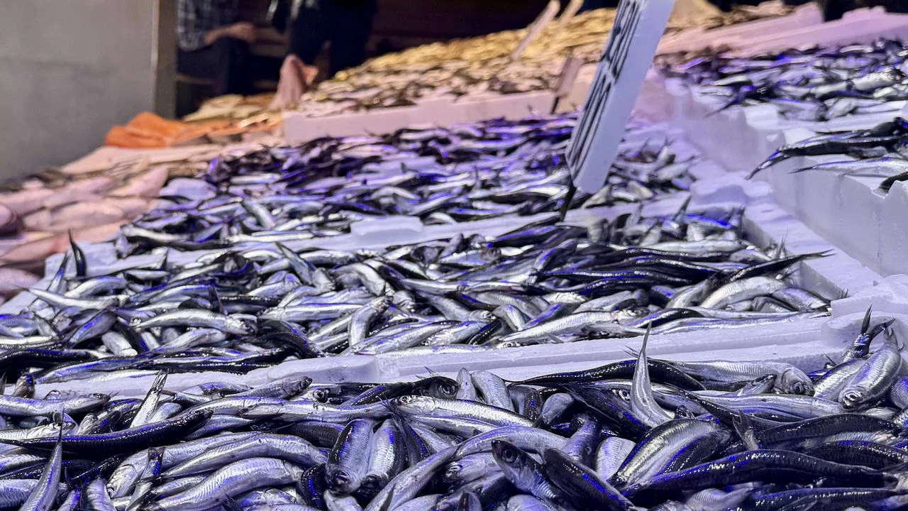 Hamsi Zengini! Fiyatlar Her Gün Yeniden Şekilleniyor