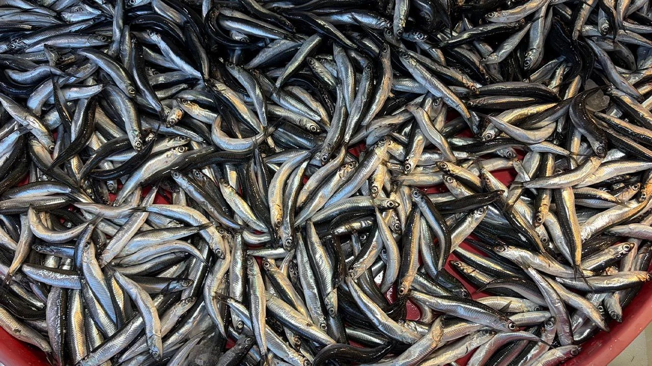 Hamsi Zengini! Fiyatlar Her Gün Yeniden Şekilleniyor