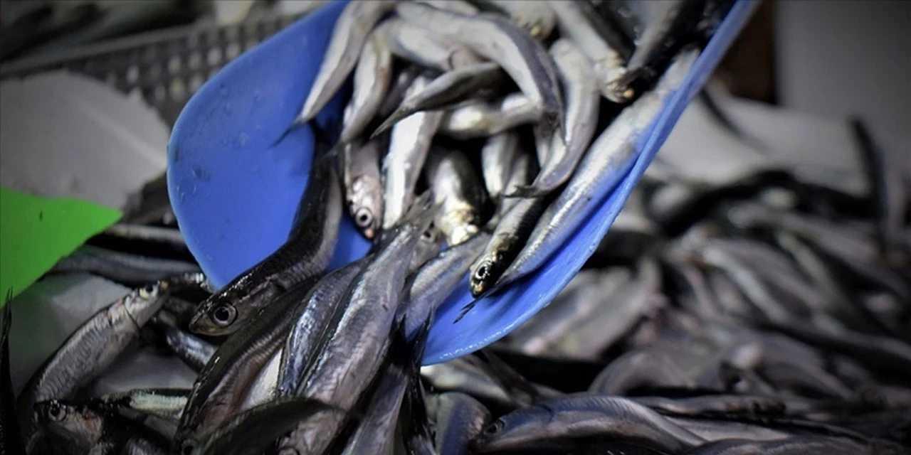 Hamsi Zengini! Fiyatlar Her Gün Yeniden Şekilleniyor