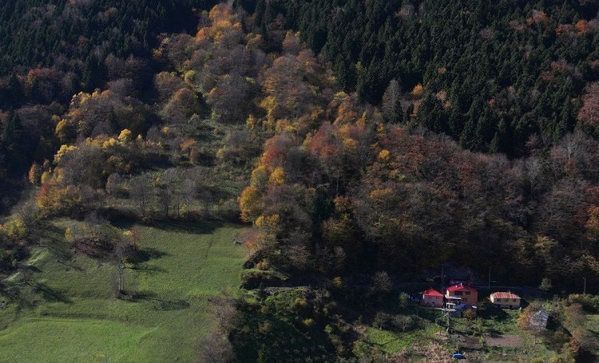 Hamsiköy'ün Sonbahar Renk Cümbüşü: Doğanın Dansı Başladı!