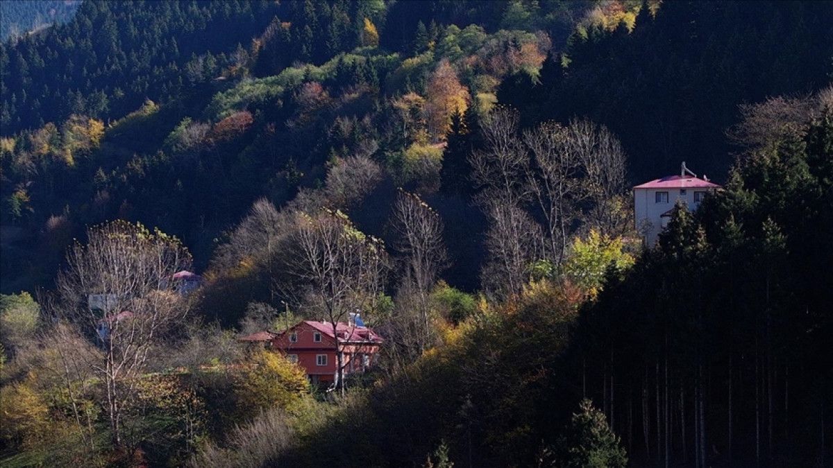 Hamsiköy'ün Sonbahar Renk Cümbüşü: Doğanın Dansı Başladı!