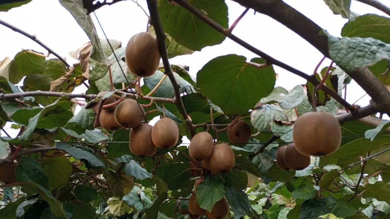 Hasadı şenlikle başladı: Kent iktisadına 1 milyar lira katkı sağlıyor…