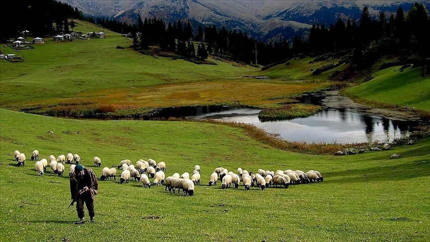 Hayvancılık desteklemelerinin uygulanmasında düzenleme