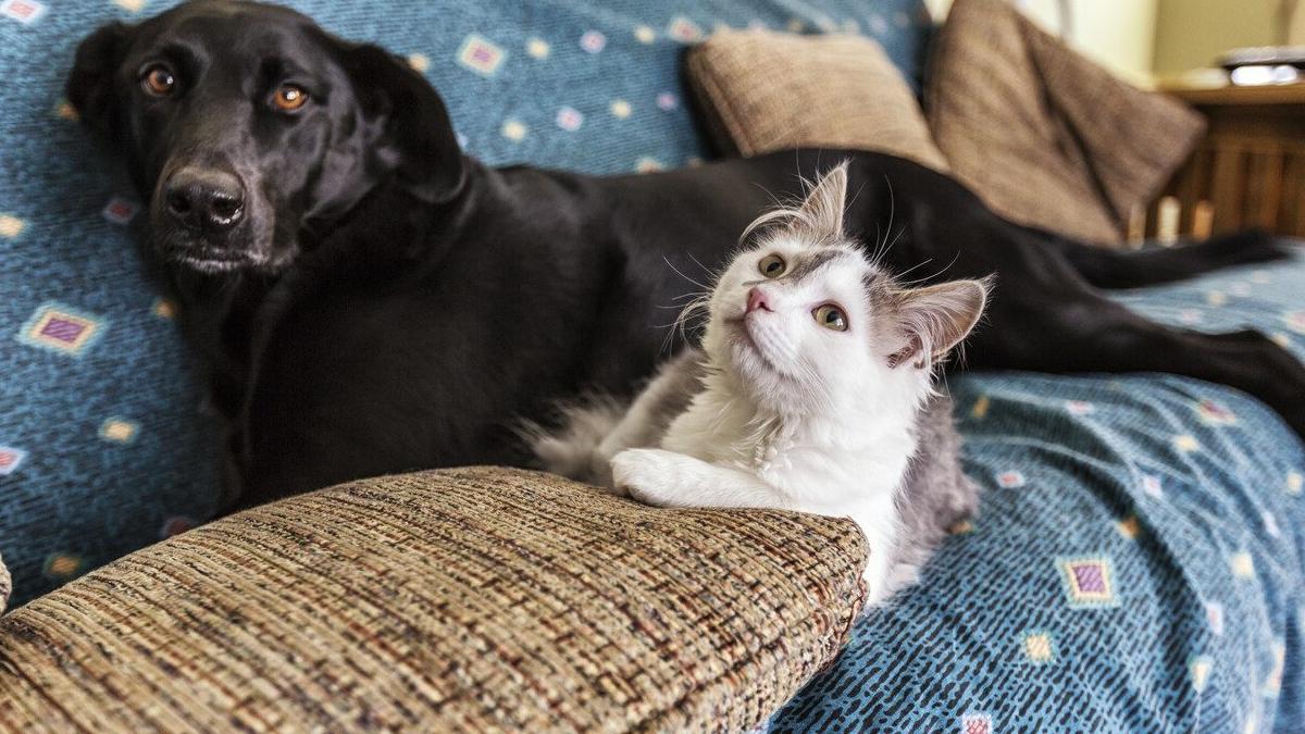 Hayvanların Yaşam Süreleri: Kedi, Köpek, Balık ve Kuşlar Hakkında Her Şey