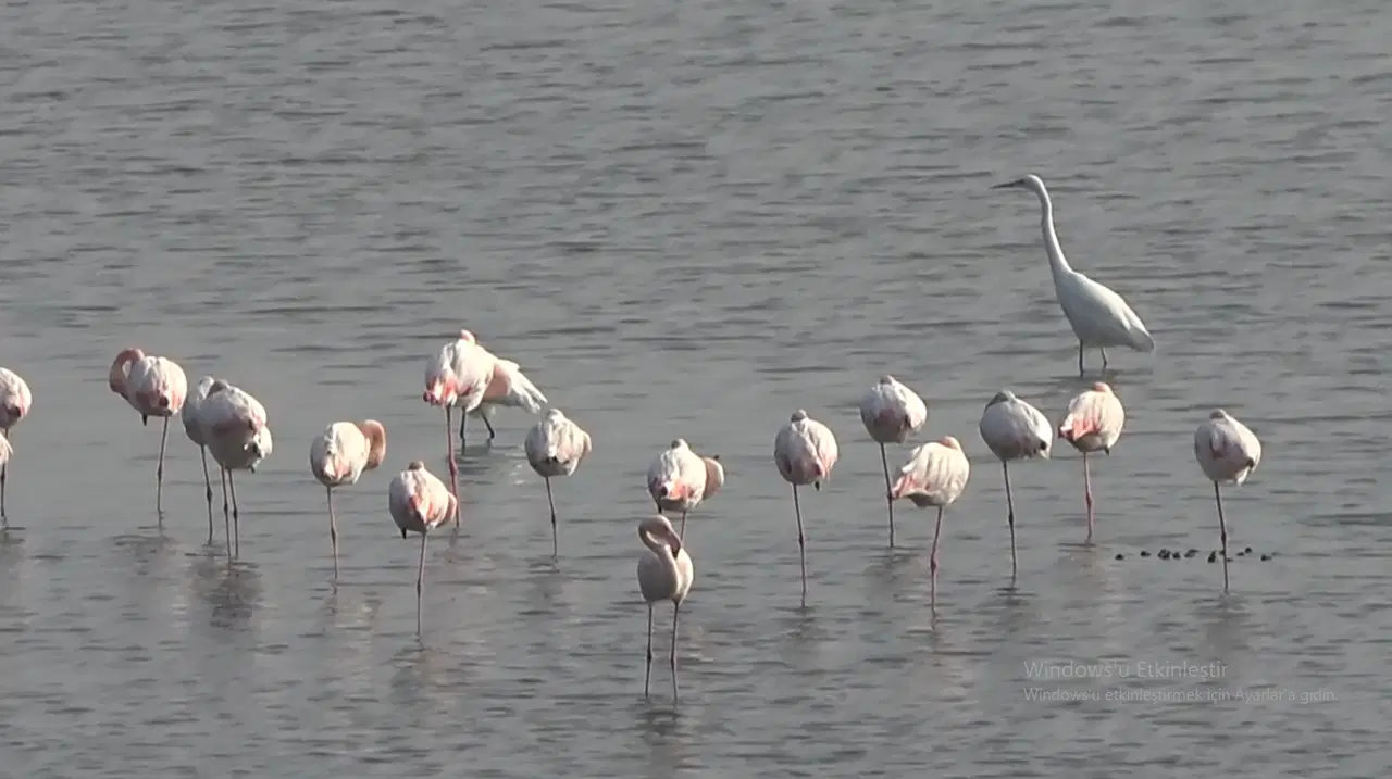 Hersek Lagünü'nün beğenilen konukları flamingolar 2 Hersek Lagünü'nün beğenilen konukları flamingolar