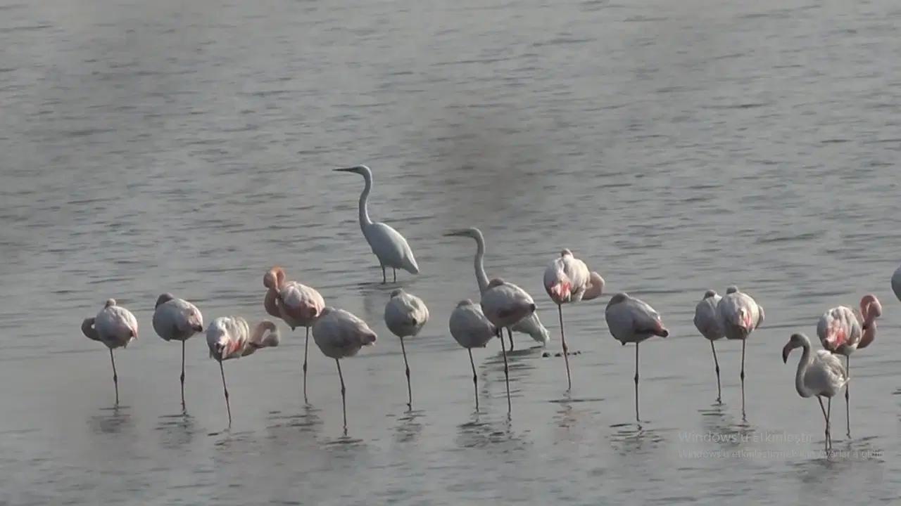 Hersek Lagünü’nün beğenilen konukları flamingolar