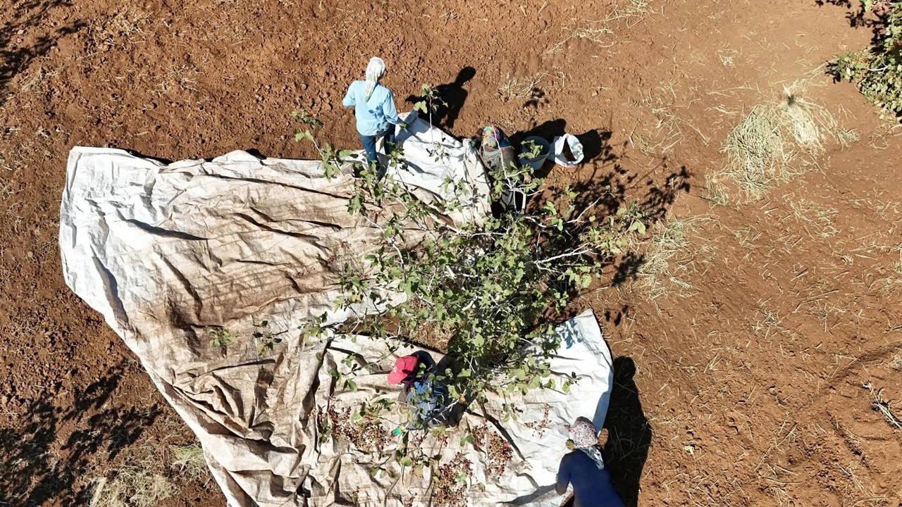 İdil’in yeni umudu oldu: Hasadı başladı…