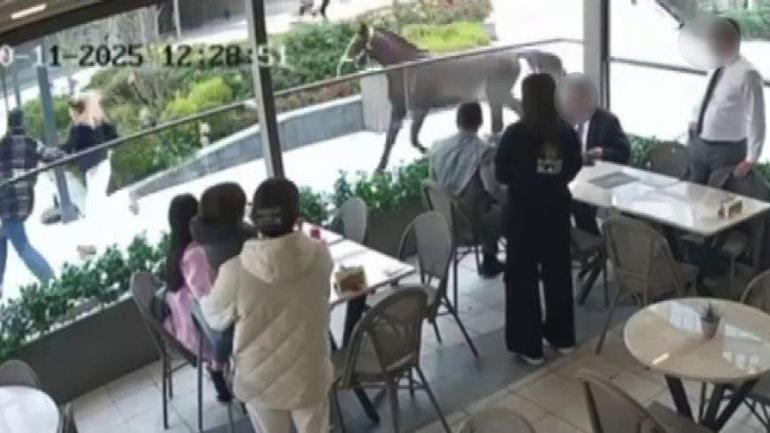 İstanbul'da garip olay! Başıboş at vatandaşları kovaladı: 'Bizi görür görmez üzerimize koştu' 1 İstanbul'da garip olay! Başıboş at vatandaşları kovaladı: 'Bizi görür görmez üzerimize koştu'