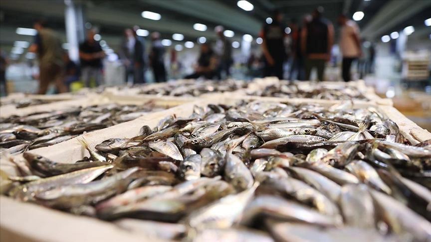 İstanbul’da halde, 13 bin 923 ton balık satışa sunuldu