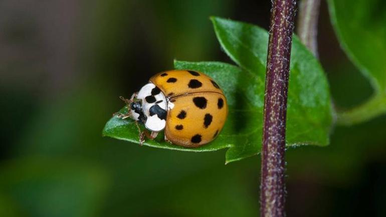 İstilacı uğur böceği paniği! Tüm evleri böyle sarmış: 'Yamyam gibi davranıyorlar' 2 İstilacı uğur böceği paniği! Tüm evleri böyle sarmış: 'Yamyam gibi davranıyorlar'