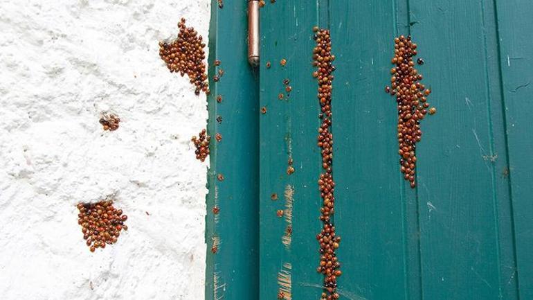 İstilacı uğur böceği paniği! Tüm evleri böyle sarmış: 'Yamyam gibi davranıyorlar' 3 İstilacı uğur böceği paniği! Tüm evleri böyle sarmış: 'Yamyam gibi davranıyorlar'