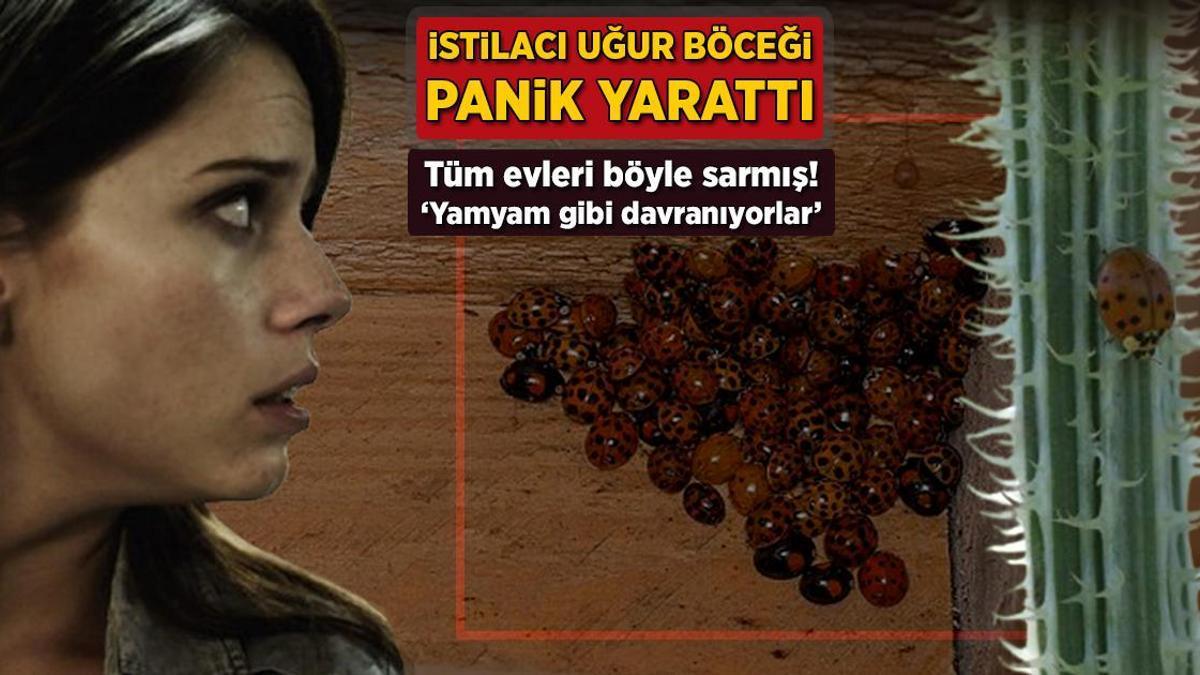 İstilacı uğur böceği paniği! Tüm evleri böyle sarmış: ‘Yamyam gibi davranıyorlar’