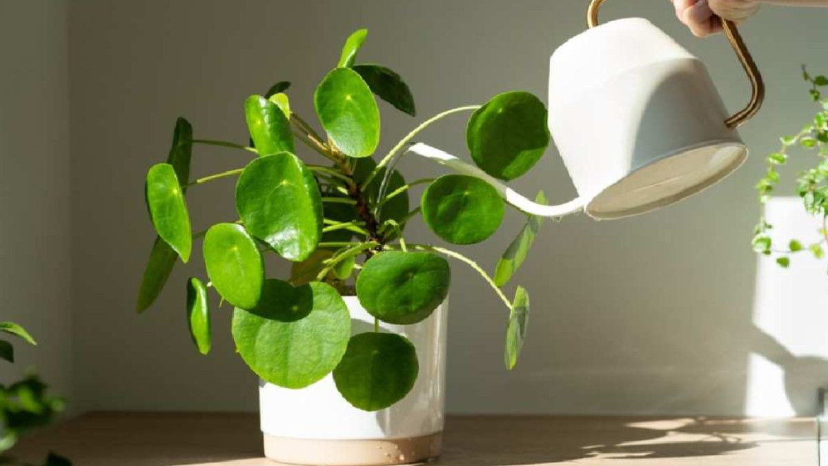 Japonların Para Biriktirme Yöntemi: Saksıya Göm, Sonucu Gör!