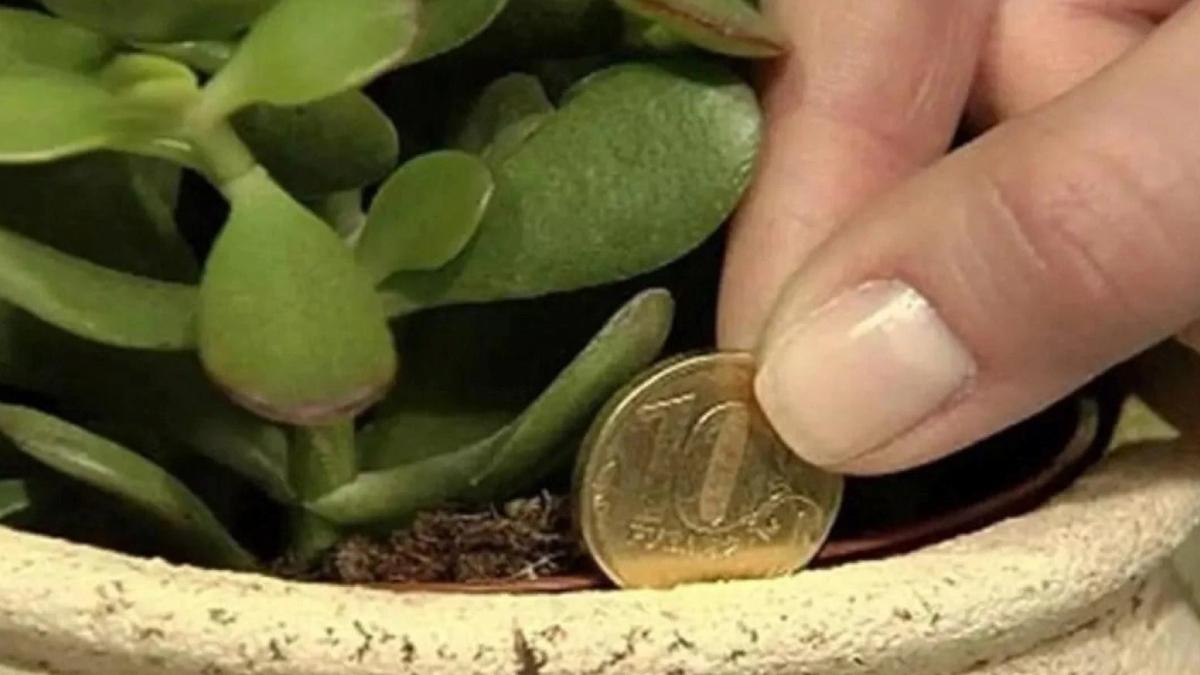 Japonların Para Biriktirme Yöntemi: Saksıya Göm, Sonucu Gör!