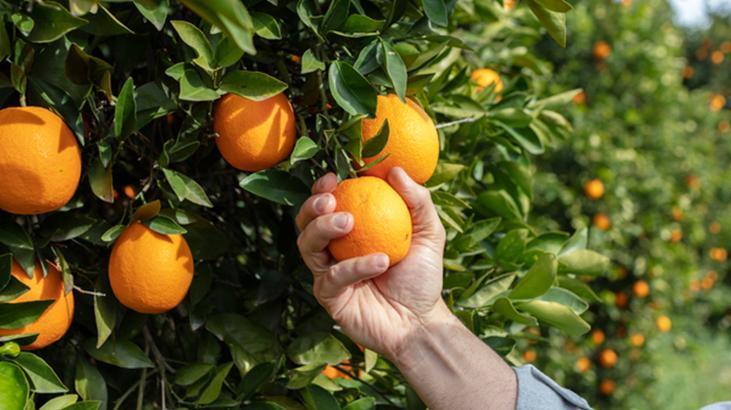 Kabuğu vitamin değil zehir saçıyor! Önce fırçalayın, rendelemek ömürden çalıyor