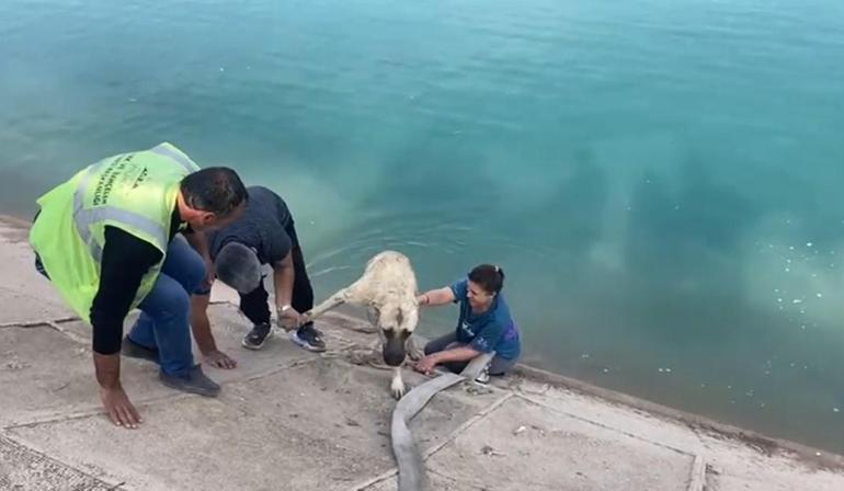 Kahraman anne Fırat Nehri'ne düşen kangal köpeğini böyle kurtardı