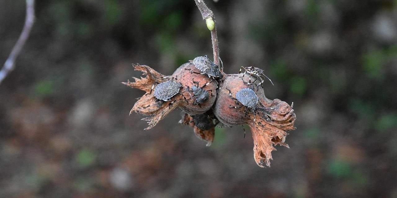 Kahverengi Kokarca Böceğiyle Etkili Mücadele Yöntemleri: Uzmanlardan Alınan İpuçları