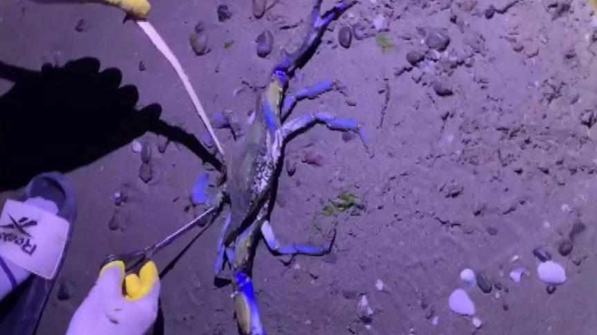 Karadeniz’de görüldü! Sahildeki vatandaşlar şaşkına döndü